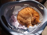 洗濯かごの中の猫