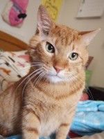 【お留守番猫さん】お顔は勇ましいけど鳴き声は「ピニャッ」とかわゆい