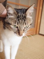 【お留守番猫さん】ゆずちゃん近いよっ！！