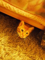 【お留守番猫さん】シャイなチャチャくん