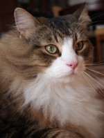 【お留守番猫さん】モッフモフでキラキラ瞳のタオちゃん
