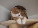 【お留守番猫さん】タワーの上からこんにちにゃ