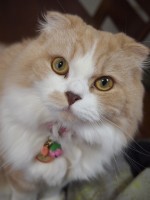 【お留守番猫さん】8にゃんず!!