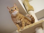 【お留守番猫さん】おねだりチャチャ君