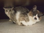 【お留守番猫さん】テーブルの下のうずらちゃんとシルバちゃん