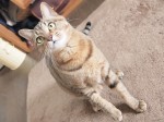 【お留守番猫さん】ハッスルよもちゃん！！