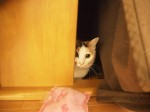 【お留守番猫さん】三毛猫姉妹のミィちゃん、ケィちゃん