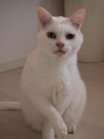 【お留守番猫さん】お久しぶりの白黒コンビ