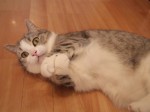 【お留守番猫さん】まんさく君の手