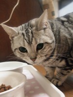 【お留守番猫さん】ウレシウレシのパトコちゃん