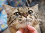 【お留守番猫さん】6匹にゃんこ!!
