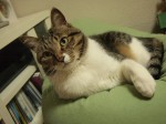 【お留守番猫さん】山鳥の尾羽で遊ぶゆず君