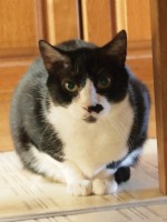 【お留守番猫さん】幻の猫がいます・・・