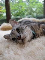 【お留守番猫さん】アメショのショーちゃんの色々な表情