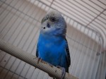 【お留守番猫さん】ダヤンちゃんとバニラちゃん、インコののピィちゃんと一緒にお留守番