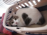 【お留守番猫さん】ラキニココンビのまん丸お目目