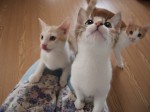【お留守番猫さん】こにゃんこ極楽