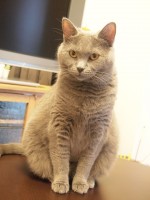 【お留守番猫さん】シャルトリューのルルちゃん色んなお顔見せてくれました