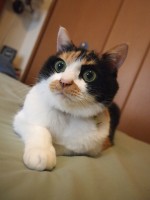 【お留守番猫さん】お目目くりくりの三毛猫カンナちゃん