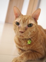 【お留守番猫さん】家族が増えました、ロコ君とゆめ君