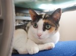 【お留守番猫さん】お上品な雰囲気の三毛猫ミーシャちゃん