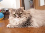 【お留守番猫さん】モフモフ猫パンチの福太朗君