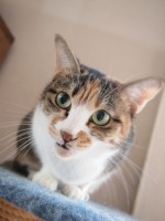 【お留守番猫さん】油断してコロコロなモモちゃん