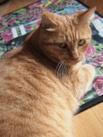 【お留守番猫さん】茶トラのちゃと君、階段からお見送り