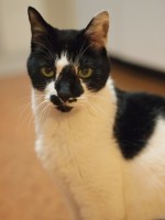 【お留守番猫さん】バジルさんのお昼寝ポーズ