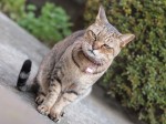 【お留守番猫さん】お庭に登場とらごろうさん