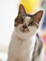 【お留守番猫さん】にょろにょろっとランちゃん