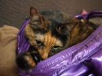 サビ猫のバッグ