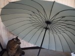 傘に群がる猫