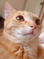 猫アレルギーの仕組み解明のニュース！猫アレルギーで猫と暮らせない人には朗報ですね！
