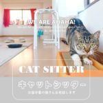 猫専門ペットシッター、キャットシッター川崎